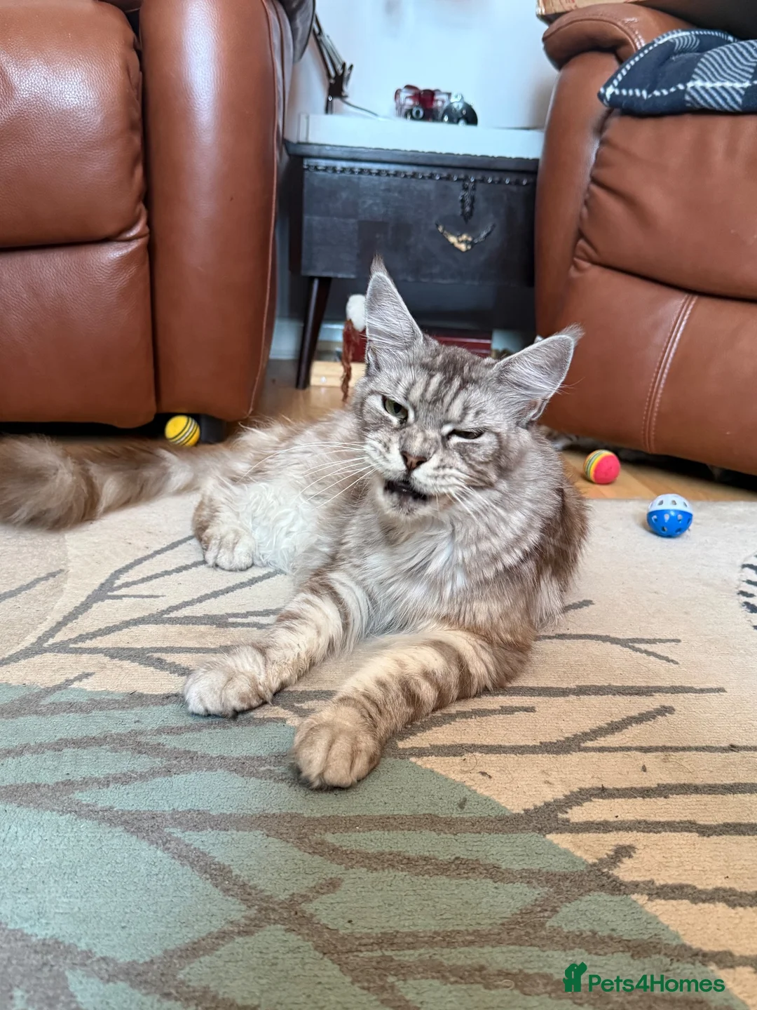 Maine Coon cats for sale: Maine Coon Cross British short hair  - Advert 1
