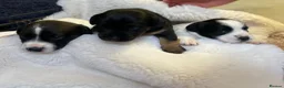 Jack Russell dogs for sale: 3 boy Jack russel pups - Advert 4