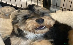 Cockapoo dogs for sale: STUNNING MINIATURE F1 COCKAPOO PUPPIES  in Slough - Image 6