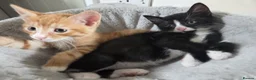 Mixed Breed cats for sale: 4 gorgeous kittens for sale - Advert 6