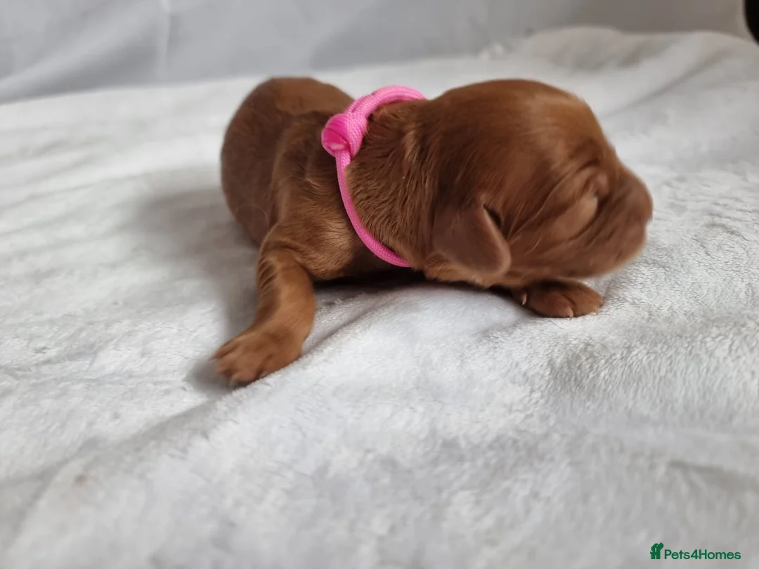 Cockapoo dogs for sale: F1 Cockapoo puppies fully DNA tested parents  - Advert 2