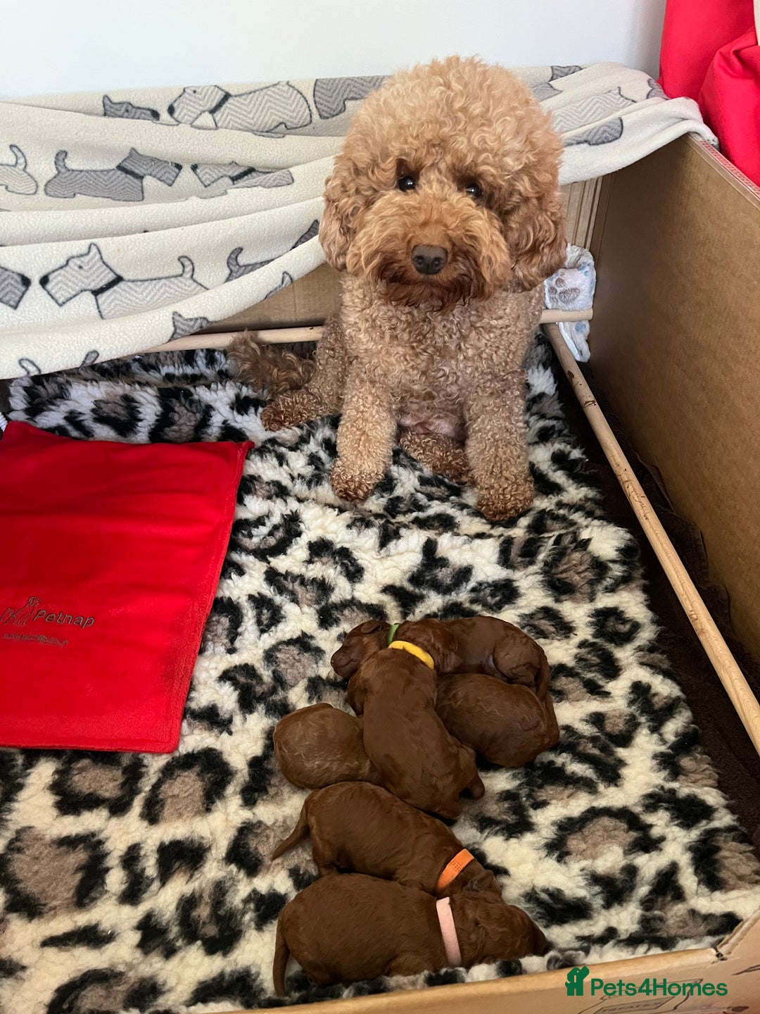 Miniature Poodle dogs for sale: Red miniature poodle pups-parentsDNA health tested - Advert 4