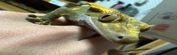 Gecko reptiles for sale: Beautiful Crested Gecko - Advert 4