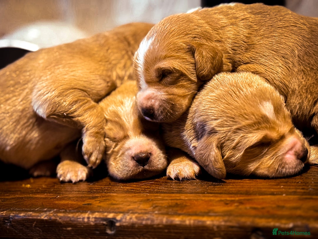 Cockerdor dogs for sale: Beautiful Deep Red Cockerdors Cockadors - Advert 6