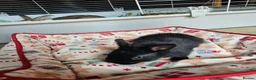 Netherland Dwarf rabbits for sale: Baby bunny - Advert 6