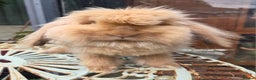 Mini Lion Lop rabbits for sale: Male  angora x mini lop  called Elvis)  - Advert 3