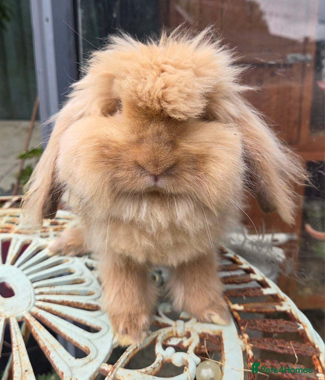Mini Lion Lop rabbits for sale: Male  angora x mini lop  called Elvis)  - Advert 3