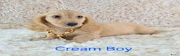 Miniature Dachshund dogs for sale: Long coat Miniature Dachshund Puppies  - Advert 5