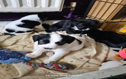Mixed Breed dogs for sale: Springer spaniel x husky mix - Image 3