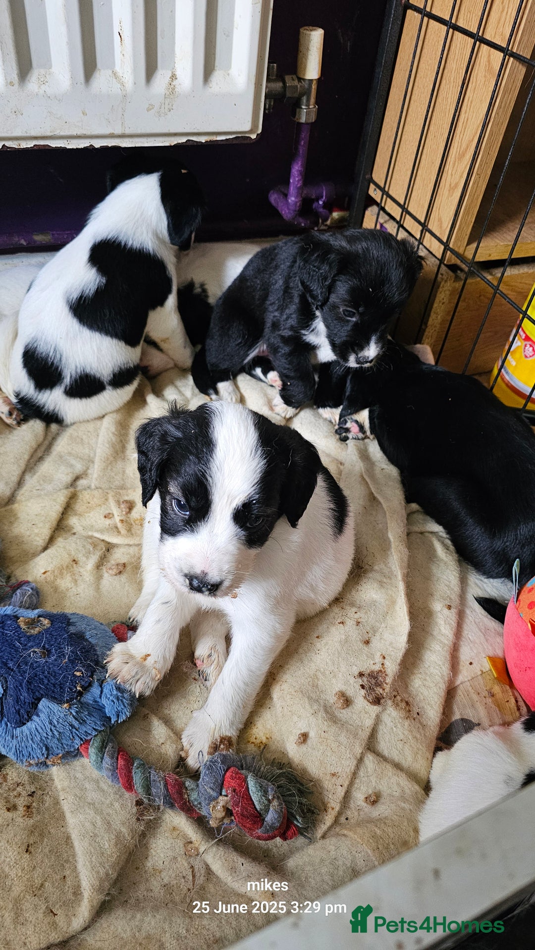 Mixed Breed dogs for sale: Springer spaniel x husky mix - Image 3
