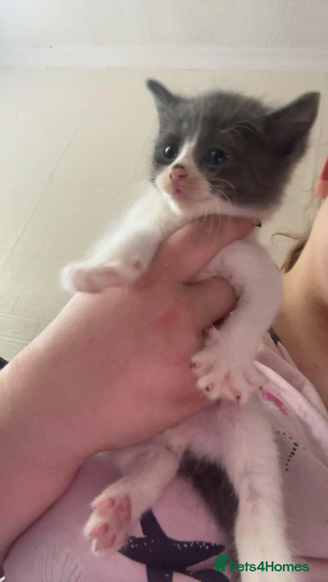 Mixed Breed cats for sale: Kittens need homes in Preston - Advert 3