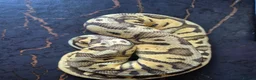 Python Snake reptiles for sale: Various ball pythons  - Advert 8