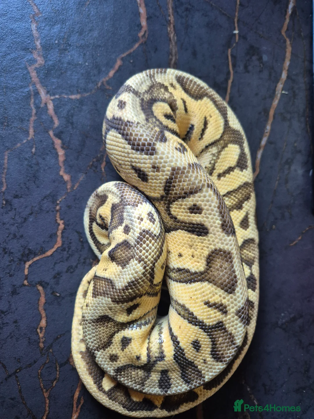 Python Snake reptiles for sale: Various ball pythons  - Advert 8