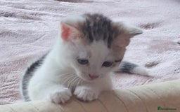 Mixed Breed cats for sale: 3 Adorable Fluffy Kittens - Image 29