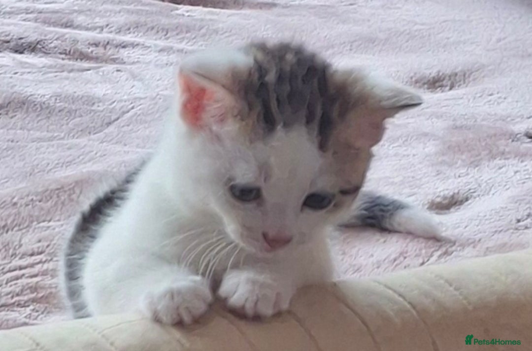 Mixed Breed cats for sale: 3 Adorable Fluffy Kittens - Image 29