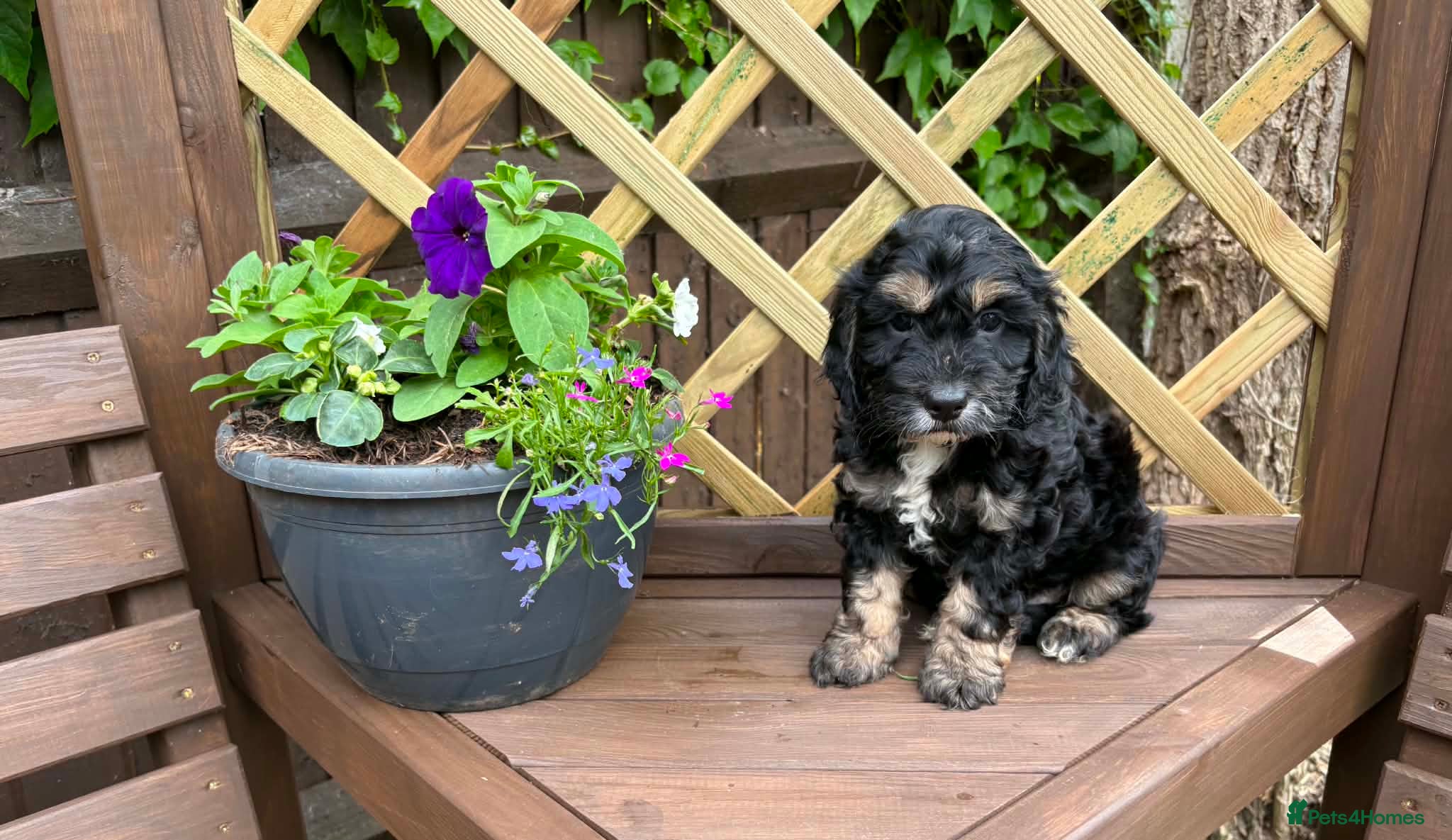 Cockapoo dogs READY THIS FRIDAY Lovely F1 Cockapoo Puppies! - Advert 3