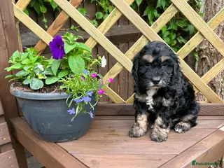 Cockapoo dogs READY THIS FRIDAY Lovely F1 Cockapoo Puppies! - Advert 12