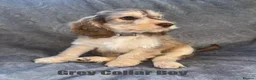 Cockapoo dogs for sale: F1 Cockapoo Puppies READY TO LEAVE - Advert 20
