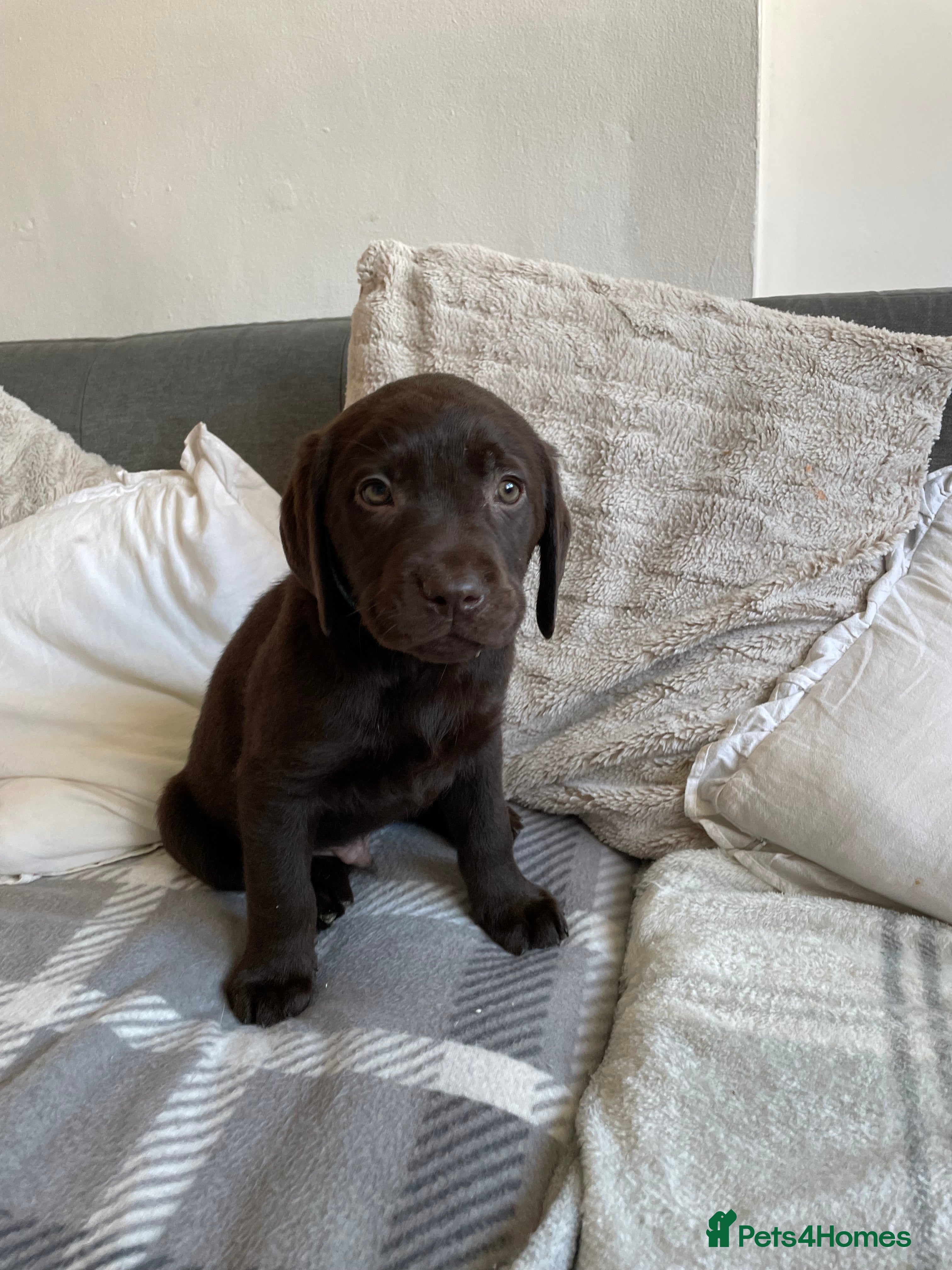 Labrador Retriever dogs LAST CHOCOLATE LAB BOY *ready 4 forever homes* - Advert 4