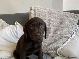 Labrador Retriever dogs LAST CHOCOLATE LAB BOY *ready 4 forever homes* - Advert 4
