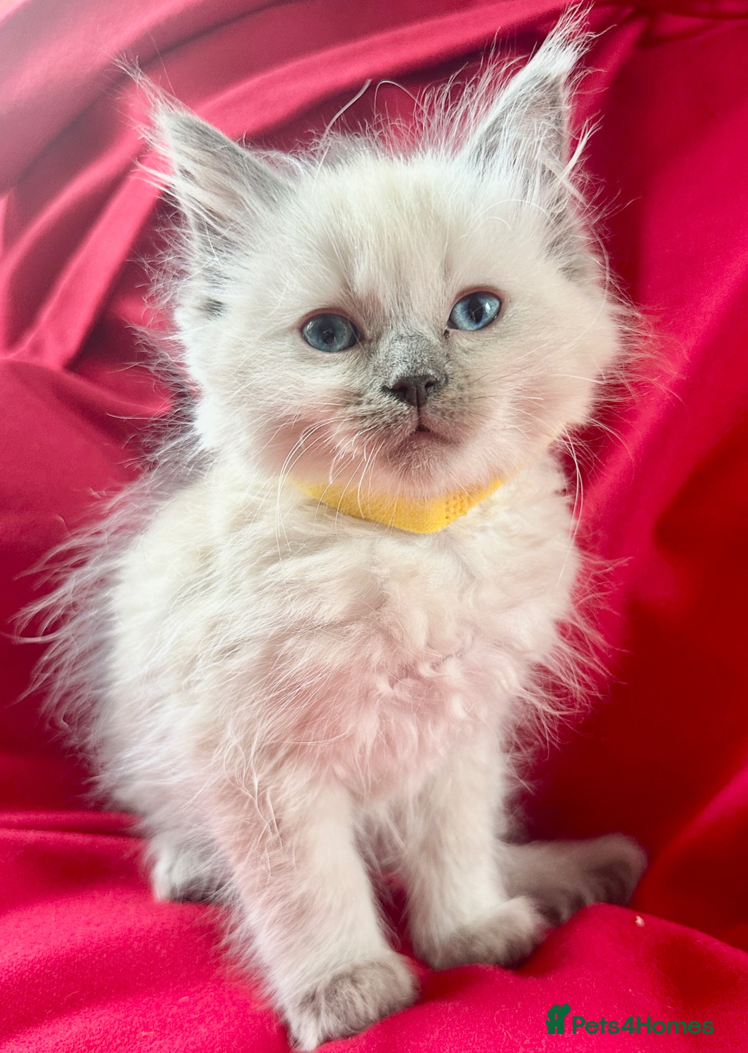 Ragdoll cats for sale: Pure Blue Ragdoll kittens  - Advert 4