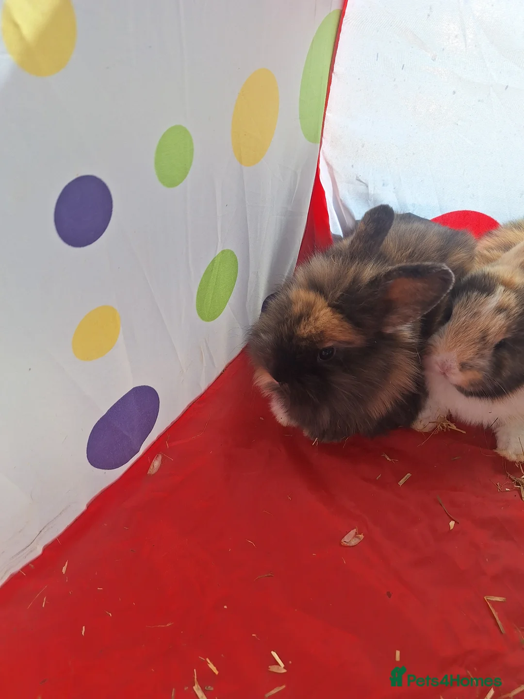 Mixed Breed rabbits for sale:  **  bunnies in Northampton - Advert 7