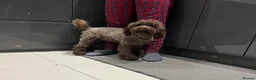 Miniature Poodle dogs for stud: GORGEOUS CHOCOLATE MINIATURE POODLE FOR STUD 💙🐩 - Advert 7