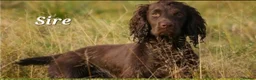 Cocker Spaniel dogs for sale: Kc registered working cocker spaniel puppies in Rotherham - Advert 14