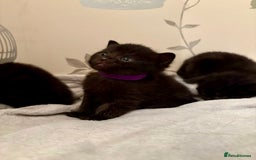 Mixed Breed cats for sale: 4 mixed breed female kittens  - Image 5