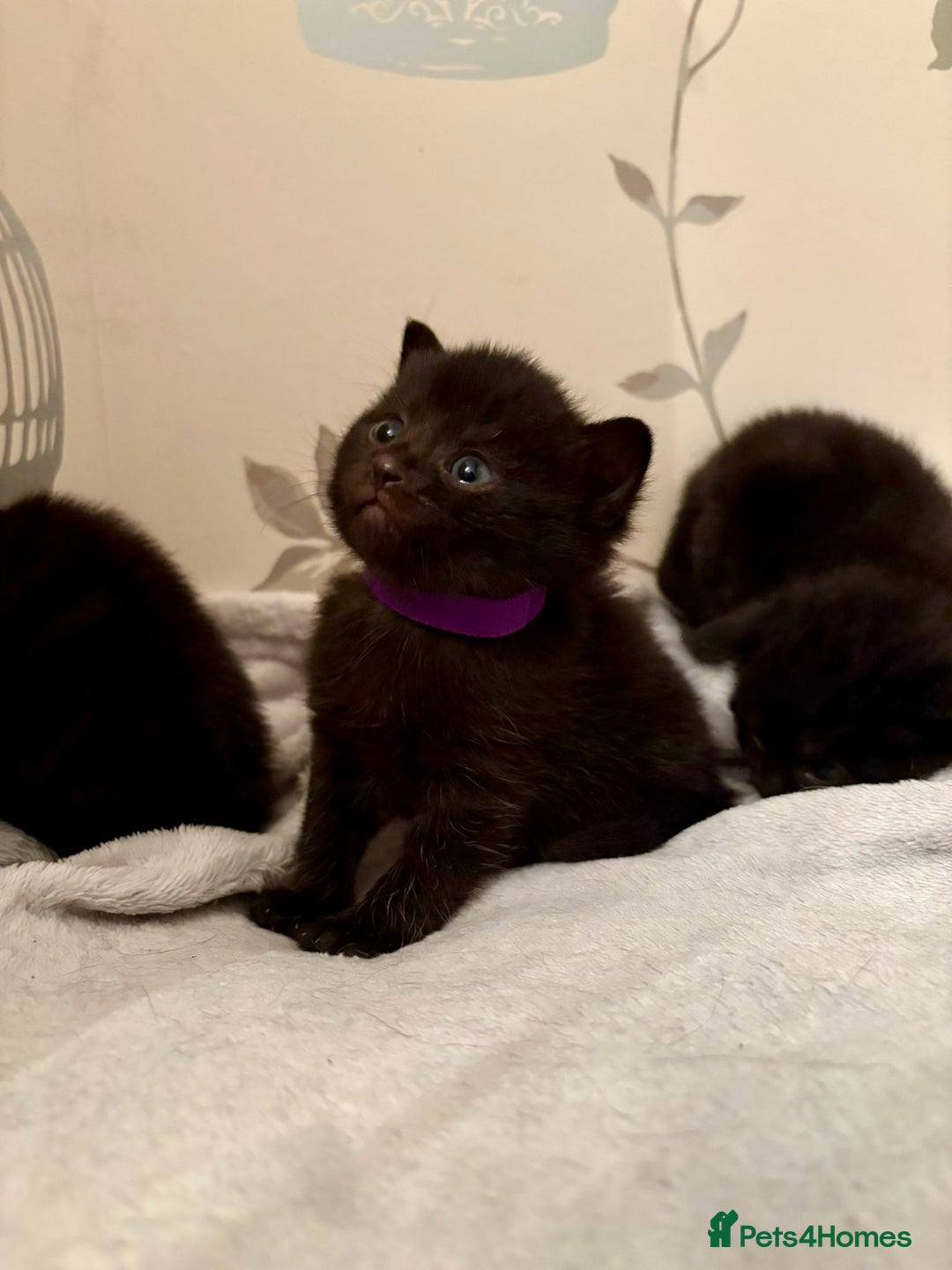 Mixed Breed cats for sale: 4 mixed breed female kittens  - Image 5