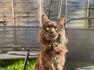 Maine Coon cats For stud - Advert 6