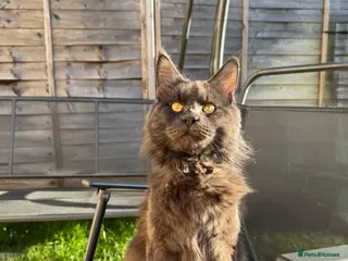 Maine Coon cats For stud - Advert 12