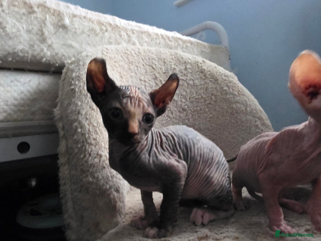 Mixed Breed cats for sale: Beautiful Female Kitten – Sphynx x Devon Rex Cross - Advert 8