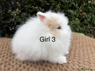 Lionhead rabbits Baby Doublemane lionhead rabbits for sale - Advert 8