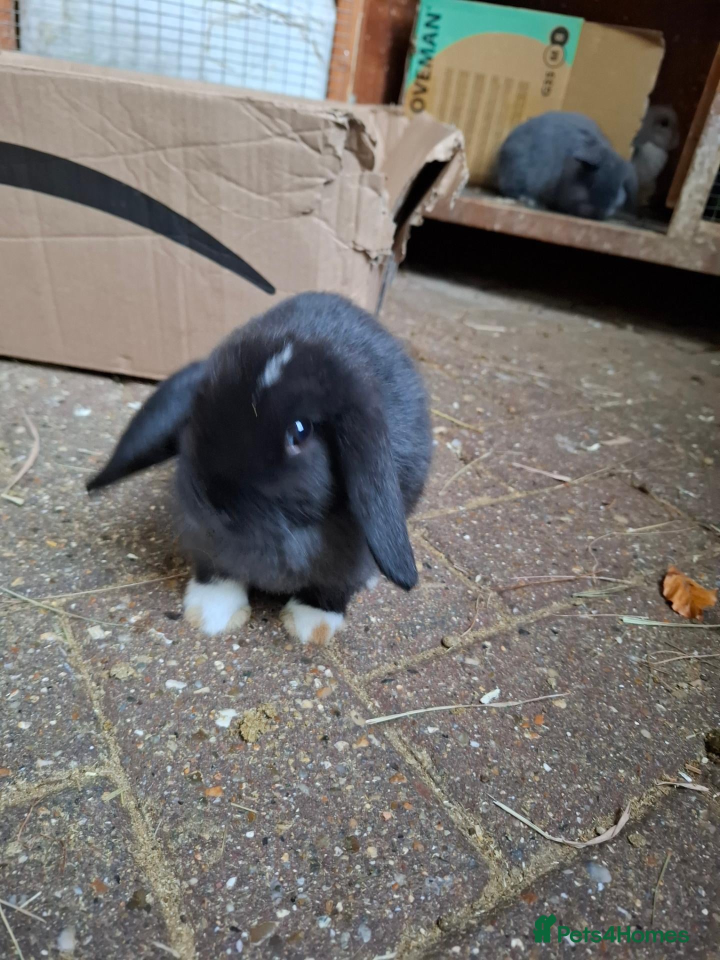 Mini Lop rabbits for sale: Beautiful Mini Lops - Advert 2