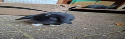 Mini Lop rabbits for sale: Beautiful Mini Lops - Advert 2