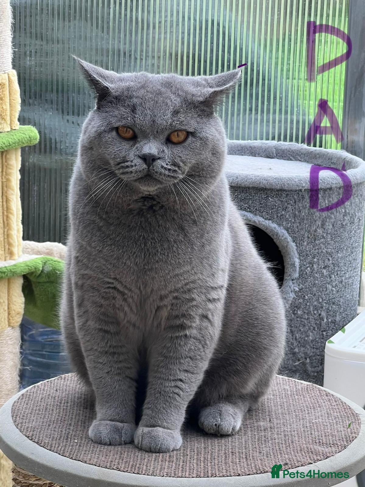 Scottish Fold cats Gorgeous Scottish fold kittens ready to go!! - Advert 2