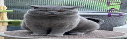 Scottish Fold cats for sale: Gorgeous Scottish fold kittens ready to go!! - Advert 2