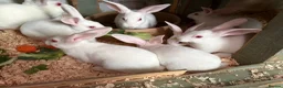 Rex rabbits for sale: NOW AVAILABLE to LEAVE Ermine rex 6 available  - Advert 3