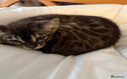 Bengal cats for sale: Snow and charcoal Bengals Registered - Image 14