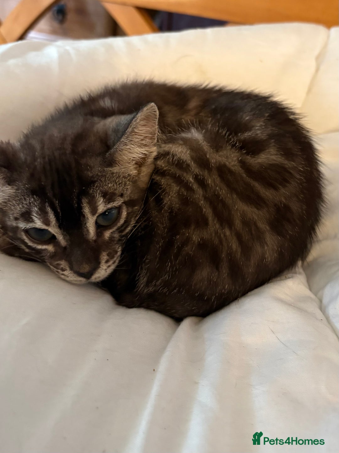 Bengal cats for sale: Snow and charcoal Bengals Registered - Image 14