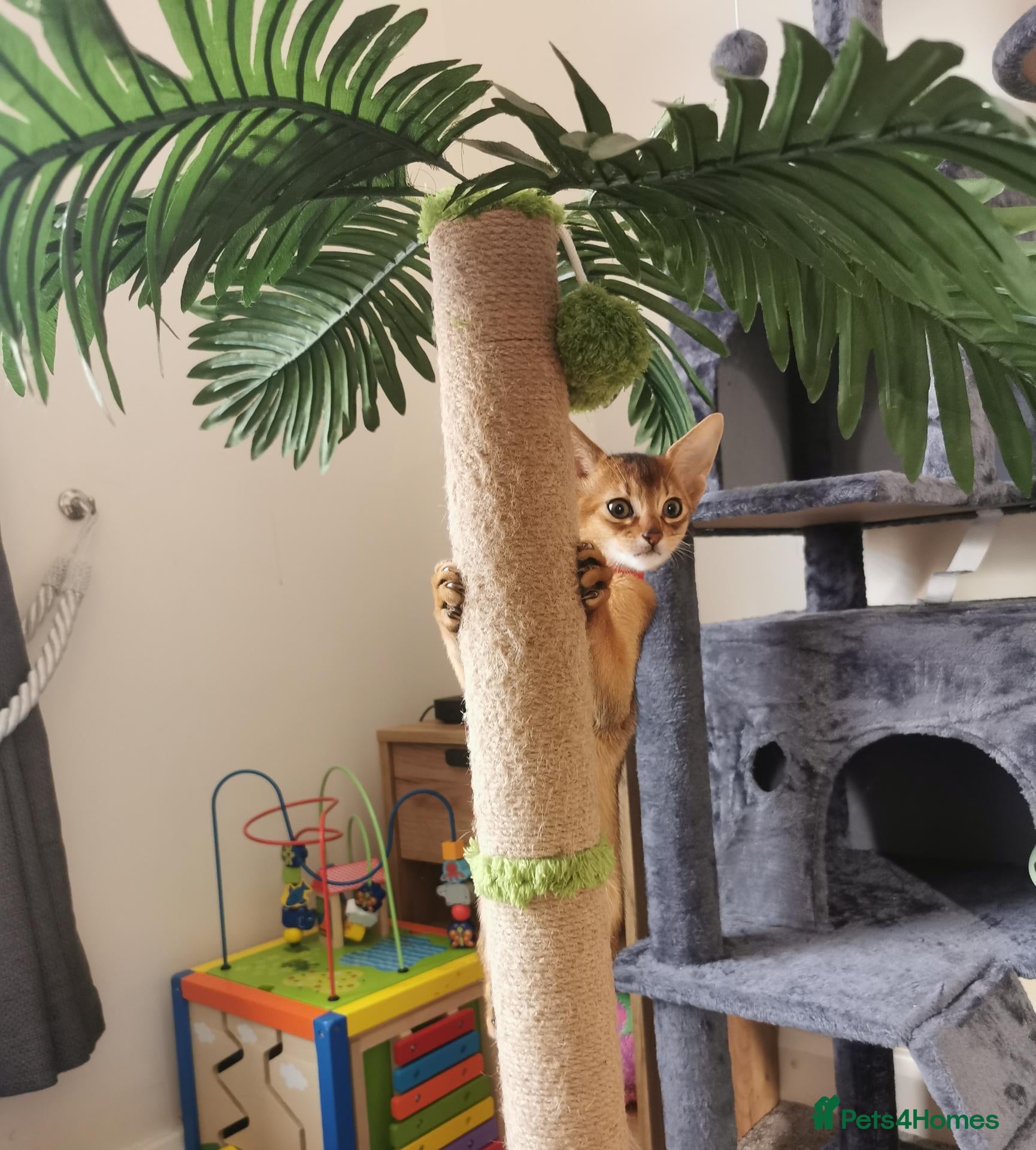 Abyssinian cats Beautiful Abyssinian Kitten ready for reservation  - Advert 1