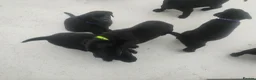 Labrador Retriever dogs for sale: CHUNKY Black Labrador KC REG Ready NOW  - Advert 15