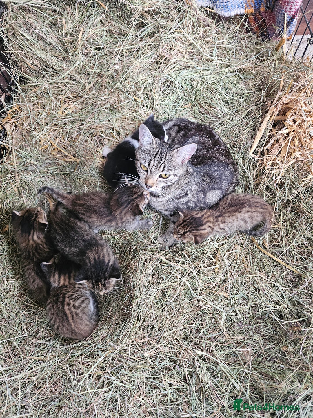 Mixed Breed cats for sale: Lovely friendly kittens for sale - Image 4