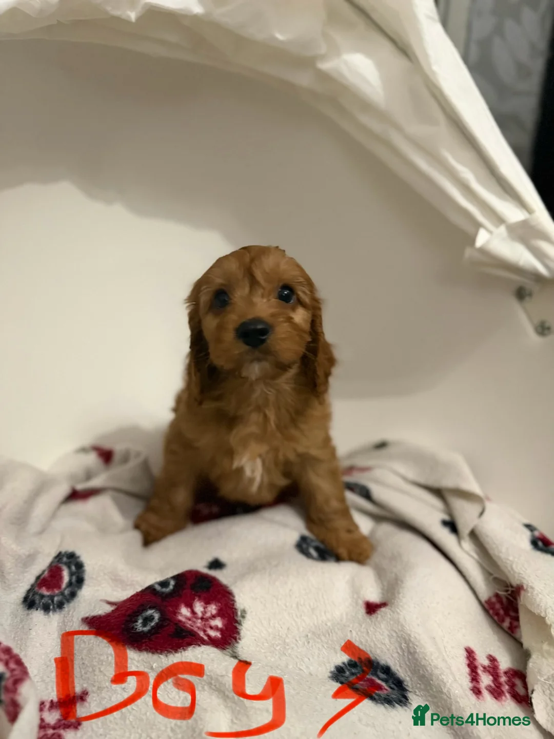 Cockapoo dogs for sale: F1 cockerpoo puppies ready to leave next Thursday - Advert 6