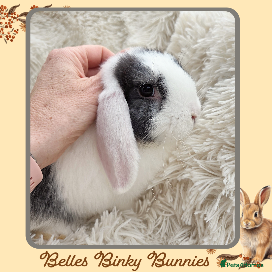 Mini Lop rabbits for sale: 🧡 READY NOW Mini Lop Doe 🧡 9wk old - Image 5