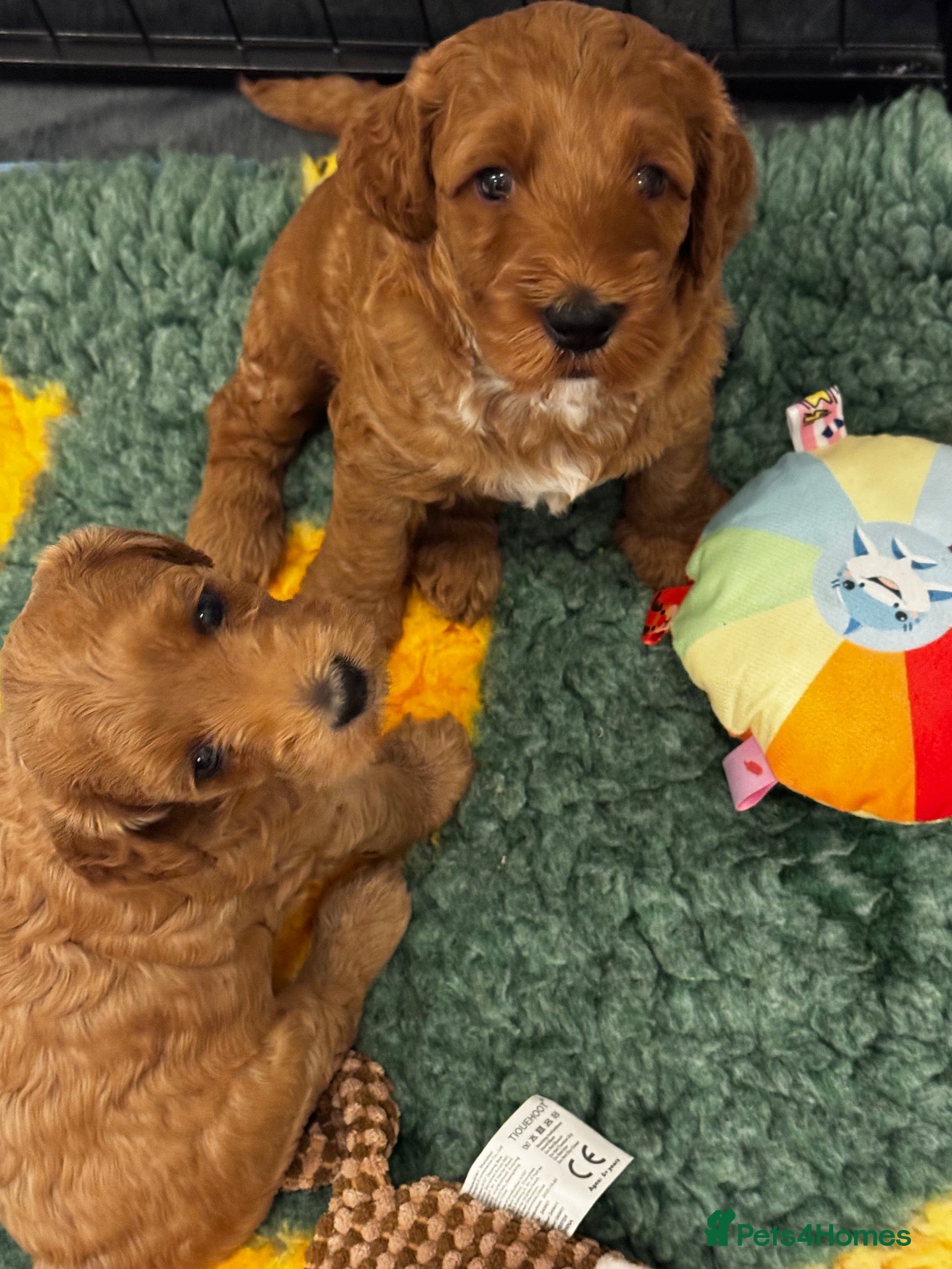 Double Doodle dogs Two Beautiful Double Doodle Puppies – Boy & Girl - Advert 1