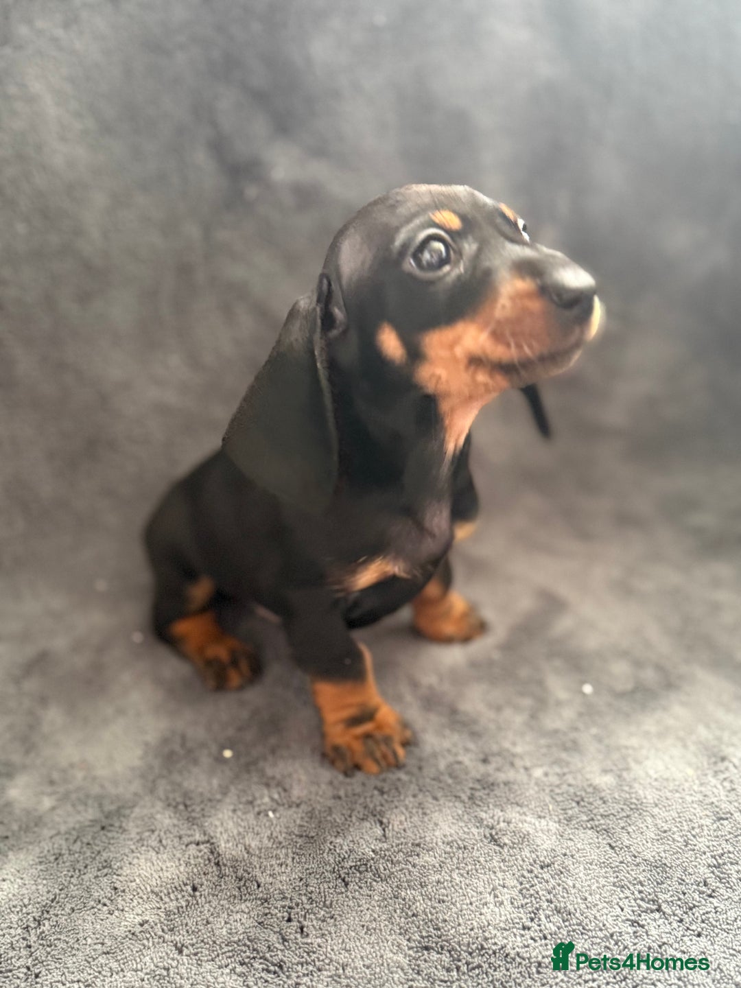 Dachshund dogs for sale: Miniature dachshund  - Image 6