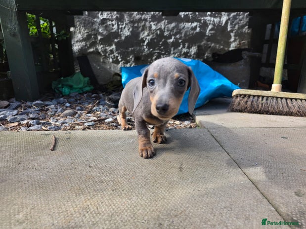 Miniature Dachshund dogs - Advert 11