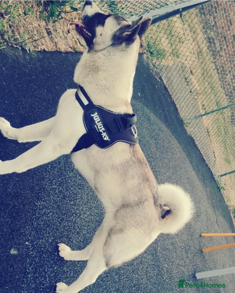 Akita dogs American Akita  - Advert 7